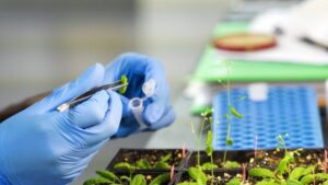 شغل مهندسی تولید و ژنتیک گیاهی – معرفی گرایش ها، حوزه های کاری و نرم افزارهای تخصصی ژنتیک گیاهی